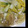lalarunko's cooksnap of when they made 白菜の柚子胡椒炒め.