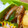 amjkao's cooksnap of when they made ＊お弁当に‼ピーマンと竹輪のおかか和え＊.