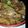 やまひ～'s cooksnap of when they made 豚肉とネギの甘辛丼.