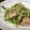 うり。。。's cooksnap of when they made おつまみメモ★豆苗ベーコン炒め.