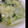 99tako's cooksnap of when they made 千切り野菜のとろ〜り生姜スープ.