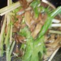 リリシュ's cooksnap of when they made 弁当にも！エリンギのバターポン酢炒め.