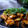 ケロらぶ's cooksnap of when they made 1日分の栄養がたっぷり詰まった鰯の角煮.