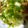 いくよ♪'s cooksnap of when they made ☆たっぷりネギのおろしトンカツ☆.