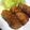 aiai_mama's cooksnap of when they made 豚肉の白菜と大葉巻き.