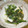 はらぺこ青虫's cooksnap of when they made 白菜と豚肉の中華風とろとろ煮.