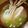 iketa's cooksnap of when they made 基本の＊渡り蟹の味噌汁＊.