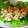 まぃみー♪'s cooksnap of when they made 風邪予防に☆里芋とトマトの和風サラダ♫.