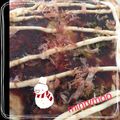 mintymoo's cooksnap of when they made シャキシャキもやしのお好み焼き.
