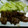 単！！'s cooksnap of when they made 豚肉の焼き肉のタレ炒め.