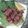 Avo's cooksnap of when they made 砂ズリ★ハーブソルト★黒胡椒★炒め.