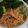 ともぱんたから's cooksnap of when they made にんじんとピーマンの明太子炒め.