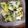 いつみみ's cooksnap of when they made すぐできるサラダのような白菜の漬け物.