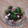 kobari's cooksnap of when they made 蛸と胡瓜の酢の物.