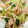 気のむくママ's cooksnap of when they made 青梗菜ともやしのベーコン炒め.
