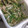 ほのけんmama's cooksnap of when they made ツナと豆苗の塩昆布マヨあえ.
