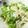 にぃもちゃん's cooksnap of when they made ☆簡単♪つまみなのしらすおろし和え.