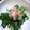 ユーロン's cooksnap of when they made ほうれん草のお浸し.