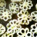 ぅーか's cooksnap of when they made シャキシャキ♪レンコンの磯部焼き.