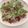 nicokoo's cooksnap of when they made 絶品！ぶり刺し★刻み大根＆ジュレポン酢.