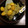 yuuukiy's cooksnap of when they made 栗きんとん.