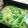 団平☆'s cooksnap of when they made 新玉ねぎと豆苗のサラダ.