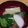 foglia5655's cooksnap of when they made 愛情たっぷり♪ お雑煮.