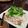 なぐちやん's cooksnap of when they made びんちょうマグロのレアステーキ.