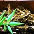 時花菜's cooksnap of when they made おせち☆ごまめ(田作り).