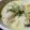 ぶたたろう's cooksnap of when they made 牡蠣のチャウダー.