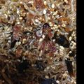 トントンラブ's cooksnap of when they made 美味しすぎる！じゃこふりかけ♬.