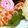 foo23's cooksnap of when they made おせちに☆花蓮根.