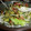モリマコ＠'s cooksnap of when they made 蛸とトマトと胡瓜のマリネ.