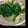 ほとゆず's cooksnap of when they made 簡単☆食べ切りサイズの七草粥.