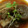 pekolinlin's cooksnap of when they made 絶対に柔らかくなる！お箸で切れる角煮.