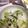 sasami519's cooksnap of when they made 超簡単★にんにく香る白菜の即席漬物.