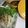 あや（＾ν＾）'s cooksnap of when they made ワカサギの炊いたん（あっさり山椒）.