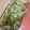 クック3NMMMB☆'s cooksnap of when they made 新玉ねぎの季節♪新玉ときぬさやの卵とじ.