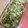 クック3NMMMB☆'s cooksnap of when they made 新玉ねぎの季節♪新玉ときぬさやの卵とじ.