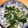 らっきーぽんきち's cooksnap of when they made ゴマ油でウマ～　セロリとシラスの和え物.