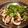 甘夏かん's cooksnap of when they made さっぱり♪イカのレモンナンプラー炒め.