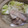 きらり流れ星's cooksnap of when they made はまぐりとかんぱちのあっさりなべ.