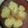きなめし's cooksnap of when they made 簡単！鶏胸肉でフワフワ鶏団子.