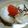 myukitty's cooksnap of when they made 塩昆布でお雑煮～♪.
