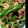 kumanoko1's cooksnap of when they made ツナピー（ピーマンのツナ炒め）♪.