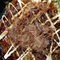 カォ´Å｀'s cooksnap of when they made 山芋だけのお好み焼き♪.