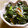 maruru-nn's cooksnap of when they made 青菜としらすの梅和え.