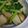 ｴﾑ子's cooksnap of when they made 菜の花と新じゃがのガーリックバター炒め.