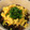 ポメリー's cooksnap of when they made ●簡単♪そぼろ丼.