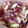 マロネーゼ's cooksnap of when they made すし酢だけ！みょうがの酢の物.